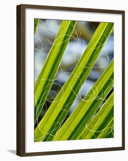 Palm Fronds, Andreas Canyon, Palm Springs, California, United States of America, North America-Michael DeFreitas-Framed Photographic Print