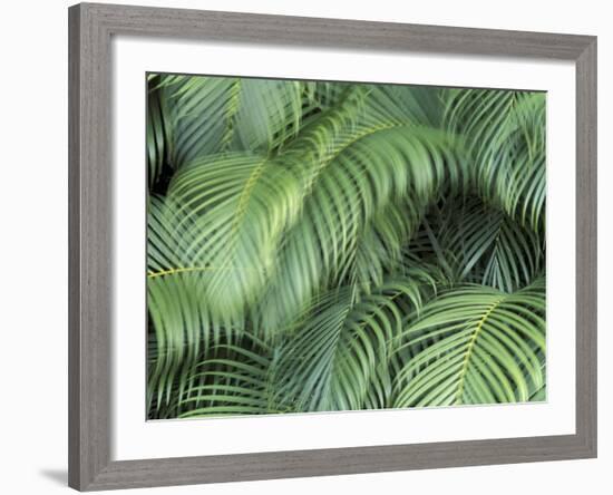Palm Fronds, Big Island, Hawaii, USA-Merrill Images-Framed Photographic Print