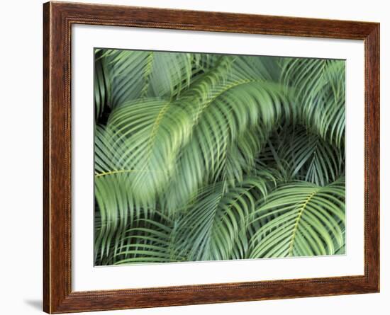 Palm Fronds, Big Island, Hawaii, USA-Merrill Images-Framed Photographic Print