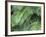 Palm Fronds, Big Island, Hawaii, USA-Merrill Images-Framed Photographic Print