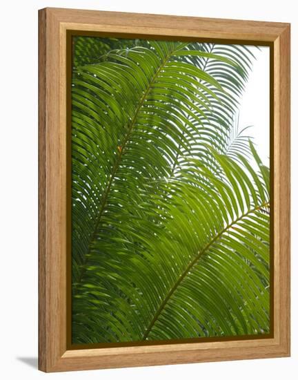 Palm Fronds, Florida, USA-Lisa S. Engelbrecht-Framed Premier Image Canvas