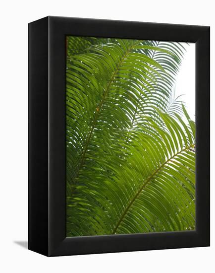 Palm Fronds, Florida, USA-Lisa S. Engelbrecht-Framed Premier Image Canvas