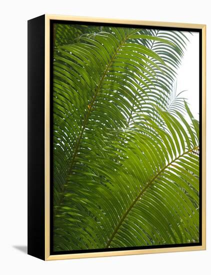 Palm Fronds, Florida, USA-Lisa S. Engelbrecht-Framed Premier Image Canvas