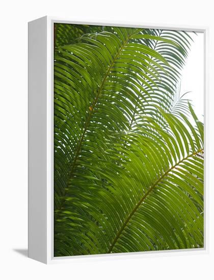 Palm Fronds, Florida, USA-Lisa S. Engelbrecht-Framed Premier Image Canvas