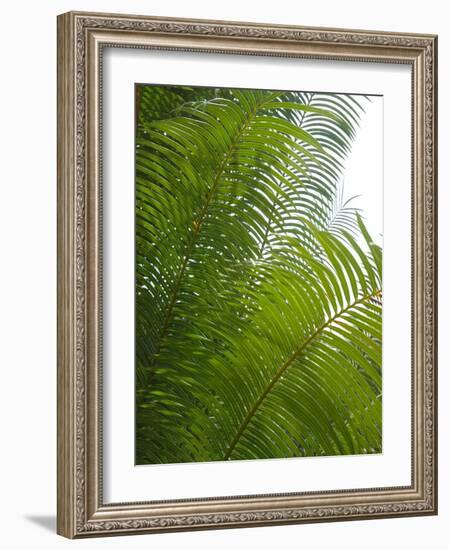 Palm Fronds, Florida, USA-Lisa S. Engelbrecht-Framed Photographic Print