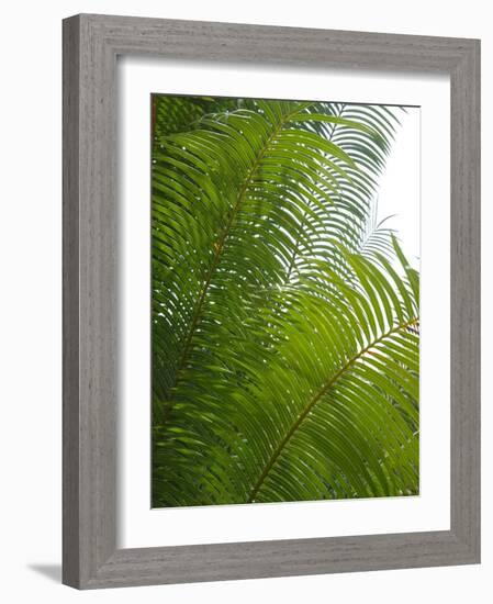 Palm Fronds, Florida, USA-Lisa S. Engelbrecht-Framed Photographic Print