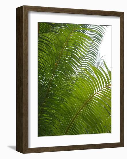 Palm Fronds, Florida, USA-Lisa S. Engelbrecht-Framed Photographic Print
