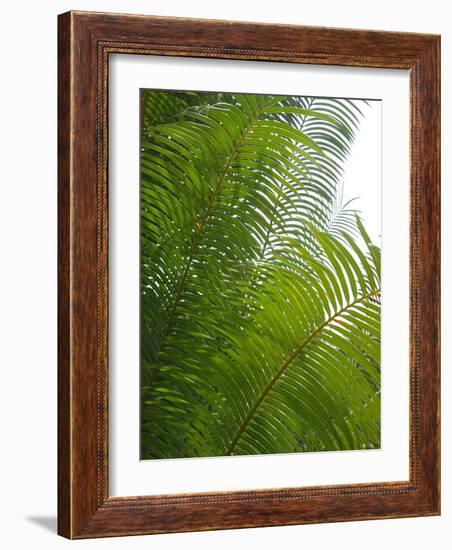 Palm Fronds, Florida, USA-Lisa S. Engelbrecht-Framed Photographic Print