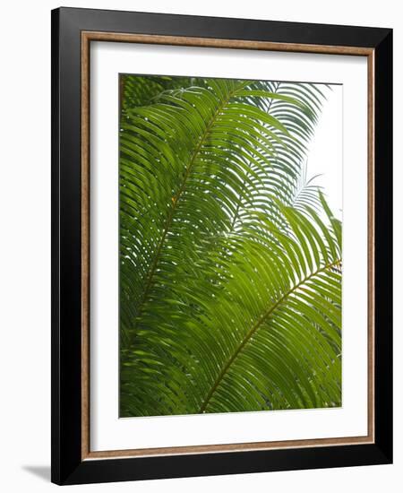 Palm Fronds, Florida, USA-Lisa S. Engelbrecht-Framed Photographic Print