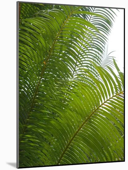 Palm Fronds, Florida, USA-Lisa S. Engelbrecht-Mounted Photographic Print