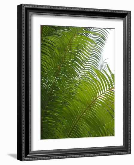 Palm Fronds, Florida, USA-Lisa S. Engelbrecht-Framed Photographic Print