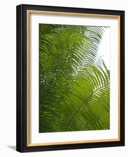 Palm Fronds, Florida, USA-Lisa S. Engelbrecht-Framed Photographic Print