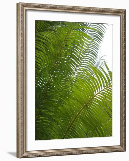 Palm Fronds, Florida, USA-Lisa S. Engelbrecht-Framed Photographic Print