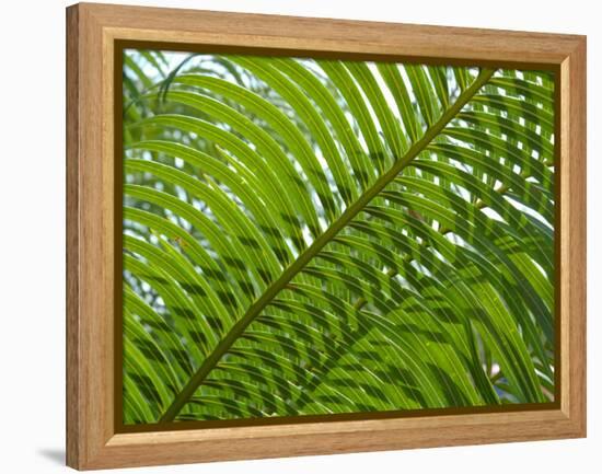 Palm Fronds, Florida, USA-Lisa S^ Engelbrecht-Framed Premier Image Canvas