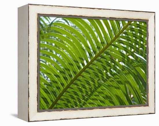 Palm Fronds, Florida, USA-Lisa S^ Engelbrecht-Framed Premier Image Canvas