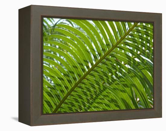 Palm Fronds, Florida, USA-Lisa S^ Engelbrecht-Framed Premier Image Canvas