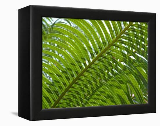 Palm Fronds, Florida, USA-Lisa S^ Engelbrecht-Framed Premier Image Canvas