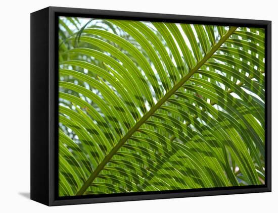 Palm Fronds, Florida, USA-Lisa S^ Engelbrecht-Framed Premier Image Canvas