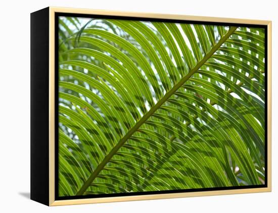 Palm Fronds, Florida, USA-Lisa S^ Engelbrecht-Framed Premier Image Canvas