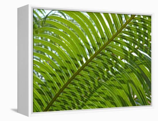 Palm Fronds, Florida, USA-Lisa S^ Engelbrecht-Framed Premier Image Canvas