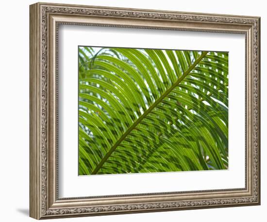 Palm Fronds, Florida, USA-Lisa S^ Engelbrecht-Framed Photographic Print