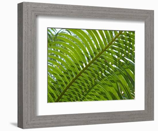 Palm Fronds, Florida, USA-Lisa S^ Engelbrecht-Framed Photographic Print
