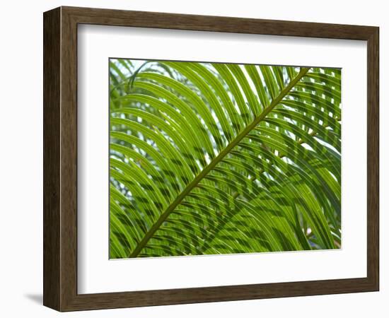 Palm Fronds, Florida, USA-Lisa S^ Engelbrecht-Framed Photographic Print