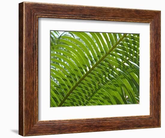 Palm Fronds, Florida, USA-Lisa S^ Engelbrecht-Framed Photographic Print