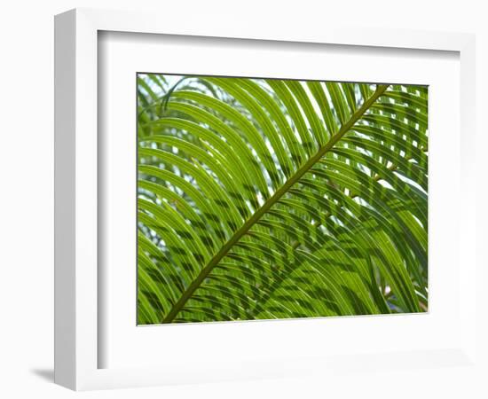 Palm Fronds, Florida, USA-Lisa S^ Engelbrecht-Framed Photographic Print