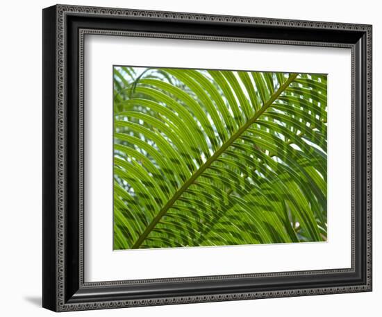 Palm Fronds, Florida, USA-Lisa S^ Engelbrecht-Framed Photographic Print