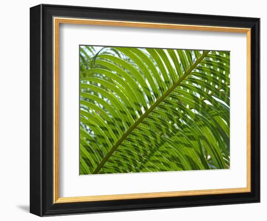 Palm Fronds, Florida, USA-Lisa S^ Engelbrecht-Framed Photographic Print