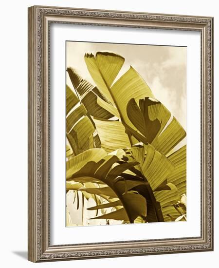 Palm Fronds I-Rachel Perry-Framed Art Print