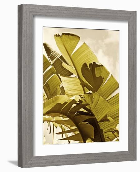 Palm Fronds I-Rachel Perry-Framed Art Print