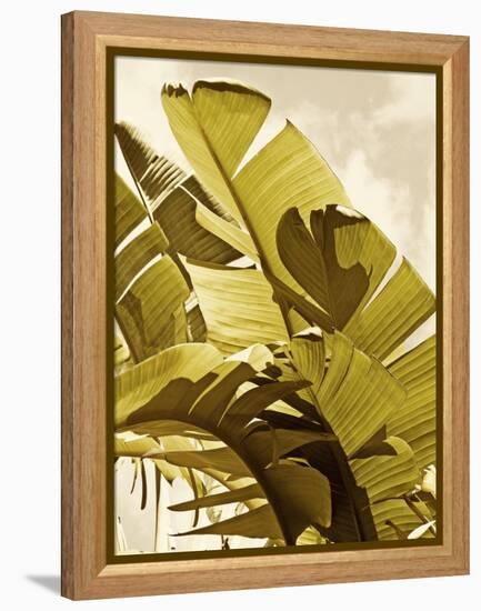 Palm Fronds I-Rachel Perry-Framed Stretched Canvas