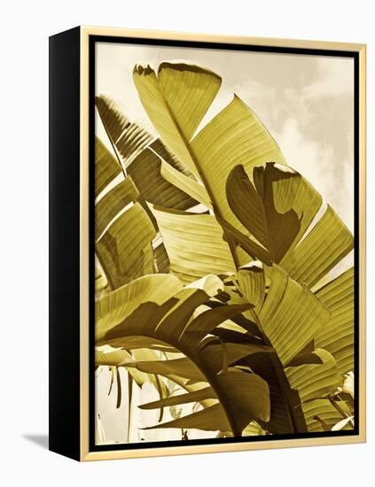 Palm Fronds I-Rachel Perry-Framed Stretched Canvas