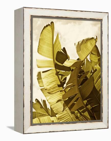 Palm Fronds II-Rachel Perry-Framed Stretched Canvas