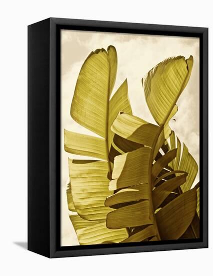 Palm Fronds III-Rachel Perry-Framed Stretched Canvas