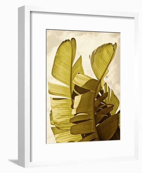 Palm Fronds III-Rachel Perry-Framed Art Print