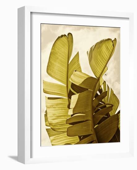 Palm Fronds III-Rachel Perry-Framed Art Print