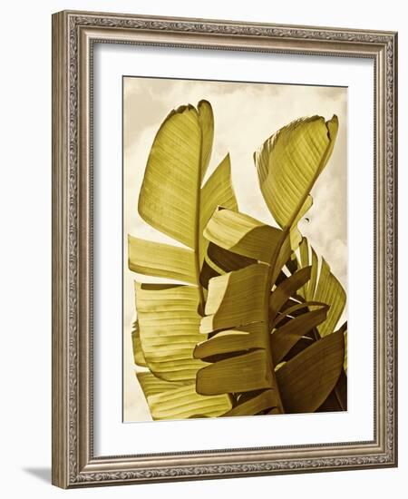 Palm Fronds III-Rachel Perry-Framed Art Print