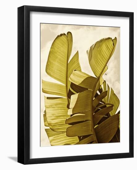 Palm Fronds III-Rachel Perry-Framed Art Print