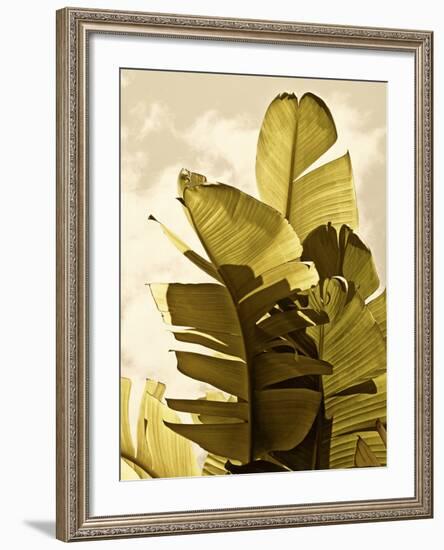 Palm Fronds IV-Rachel Perry-Framed Art Print