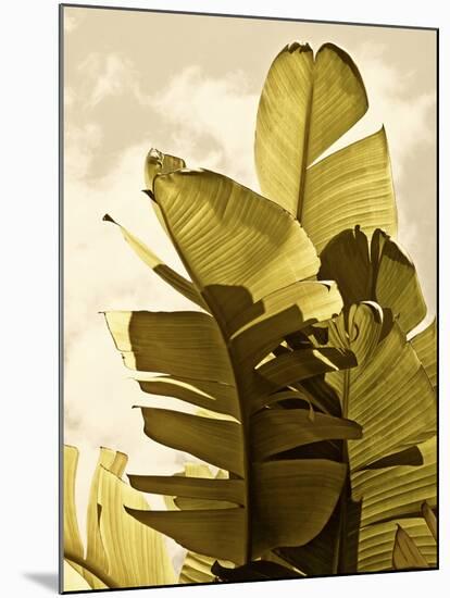 Palm Fronds IV-Rachel Perry-Mounted Art Print