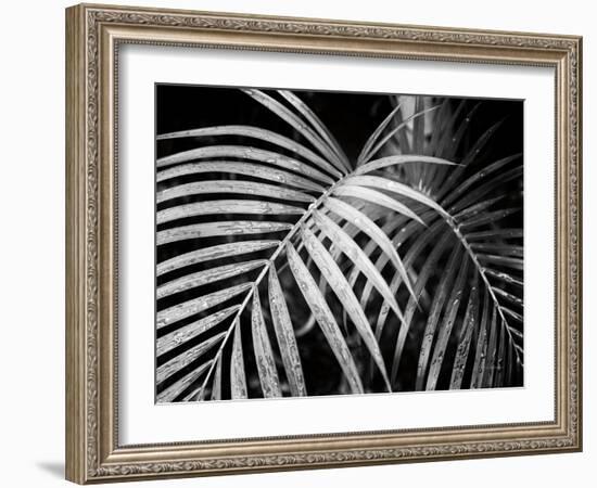 Palm Fronds-Debra Van Swearingen-Framed Art Print