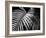 Palm Fronds-Debra Van Swearingen-Framed Art Print