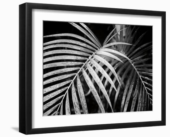 Palm Fronds-Debra Van Swearingen-Framed Art Print