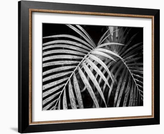 Palm Fronds-Debra Van Swearingen-Framed Art Print