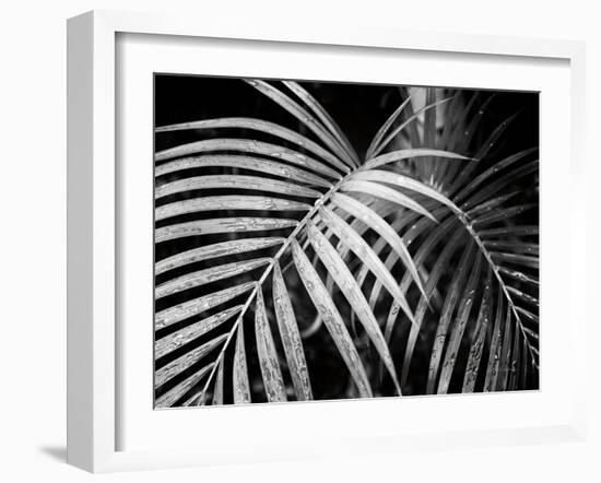 Palm Fronds-Debra Van Swearingen-Framed Art Print