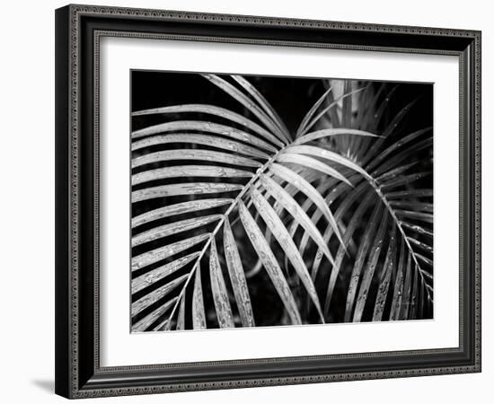 Palm Fronds-Debra Van Swearingen-Framed Art Print