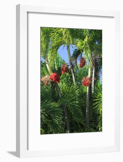 Palm Fruit Vertical-Robert Goldwitz-Framed Photographic Print